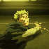 Avatar for None Like Joshua