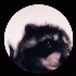 Avatar for immolative