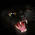 Avatar for Kutcher9