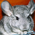 Avatar for koci_huj