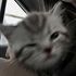 Avatar for Tinnieyng
