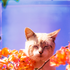 gust_blah için avatar