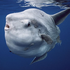 Avatar for SunfishPAL