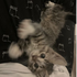 Avatar for kittenluvr44
