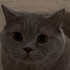 Avatar for Shrimp557