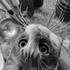 Avatar for tdialist