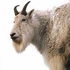 Avatar di GrimGoatMcGrvff