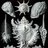 Avatar for caracol3pi14