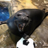 Avatar di swaggyseal