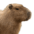 Avatar de KneeVan