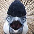 Avatar for PKDequalslegend
