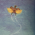 Avatar for ohkuwagata