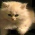Avatar for COKPAT