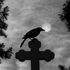Avatar di whiteXXRaven