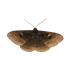 Avatar for dapdapperdapp