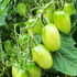 Аватар для greengrapesgrow