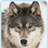 Avatar di wolfox6613