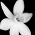 Avatar for zdarflower