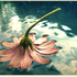 Avatar for sea-delight