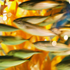 Avatar for locustog
