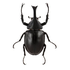 Avatar for aflixnion