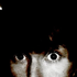 Avatar for magotti