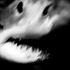 Avatar für fish13131313