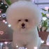 burrgee さんのアバター