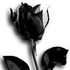 Avatar for Eis-blume