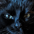 Avatar for NaClH2Orabbit