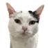 Avatar di Caliburrs