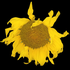 Avatar for HirokiNameless