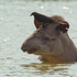 Avatar di some-