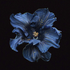 Avatar for paulinefer22