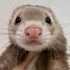 Avatar for anathewizard
