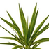 Avatar for yucca_palme