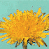 Avatar for pissenlit_