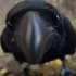 Avatar for Dogpuke0