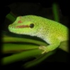 Avatar for Exproo