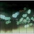 Avatar for Phase Selector Sound