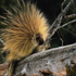 Avatar for DikobrazZz