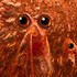 Avatar for Krill70