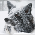Avatar for FrozenMut