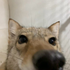 Avatar for r3d_p4nda