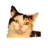 Avatar di RoboticFM