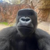 Avatar for niggagnigag