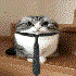 Avatar for mynameisnotbob_