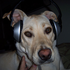 Avatar for dizzlemizzle