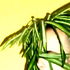 Avatar for osowsky