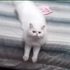 Avatar for AkiraFumaFuma